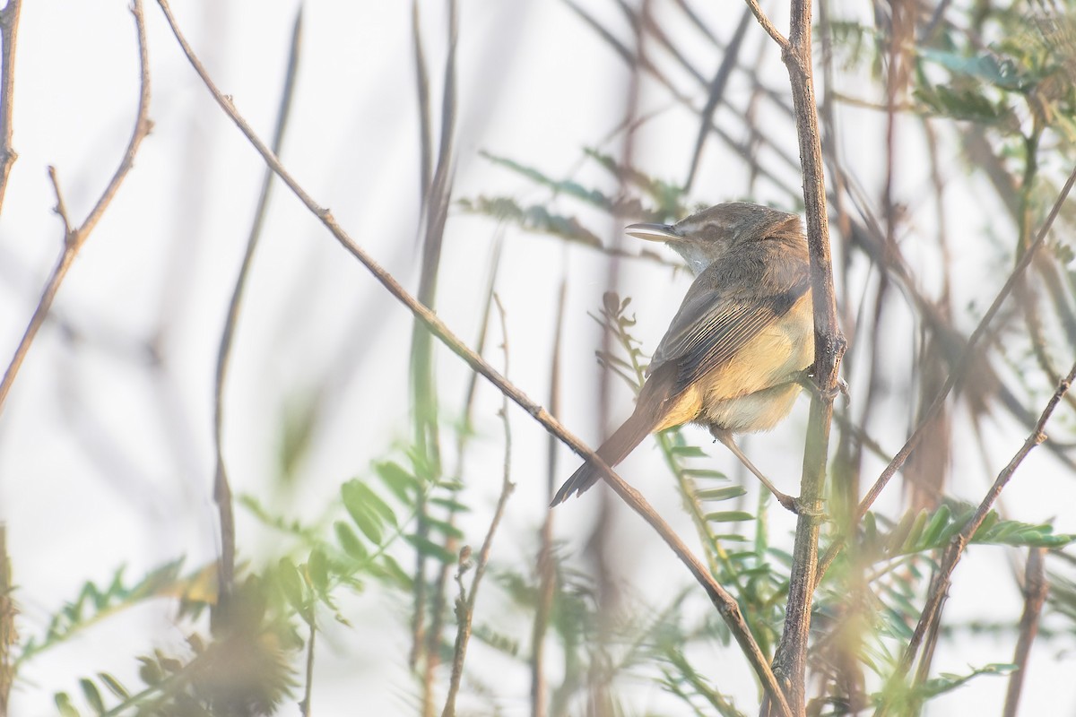 Manchurian Reed Warbler - ML614837612