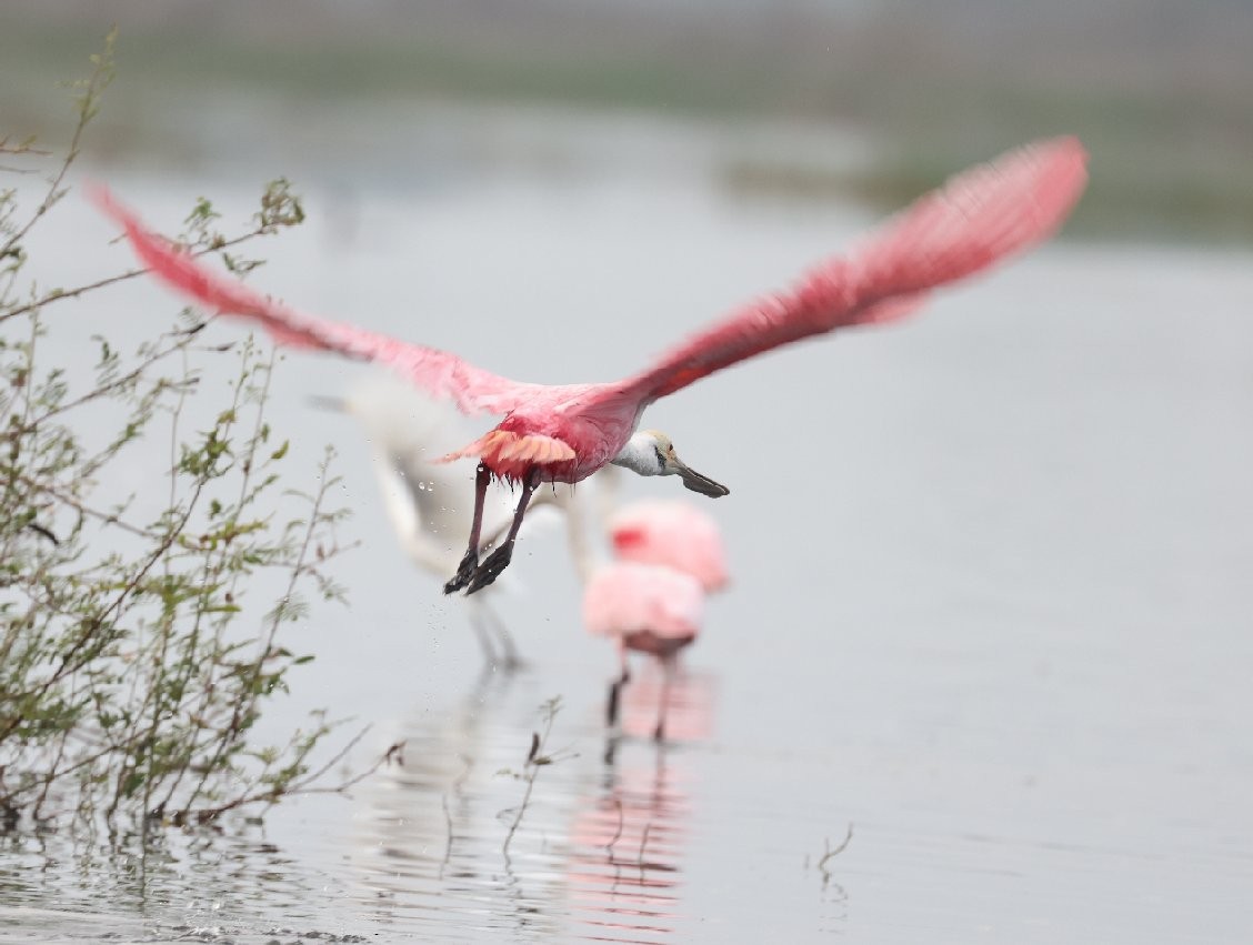 Roseate Spoonbill - ML614837652