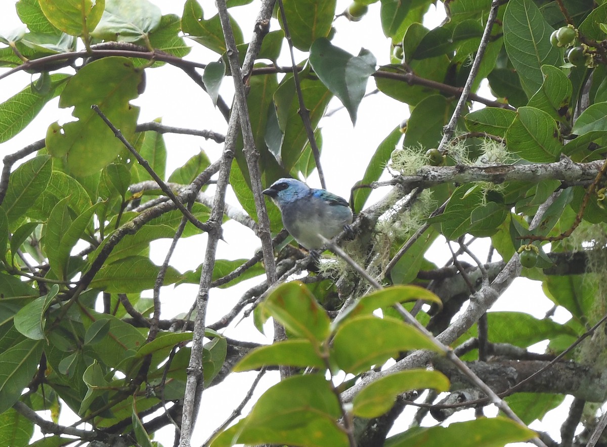 Masked Tanager - ML614837657