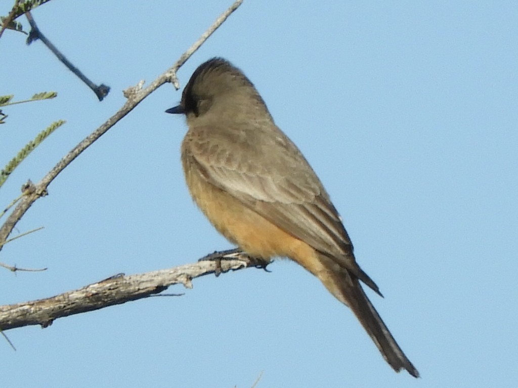 Say's Phoebe - ML614837690