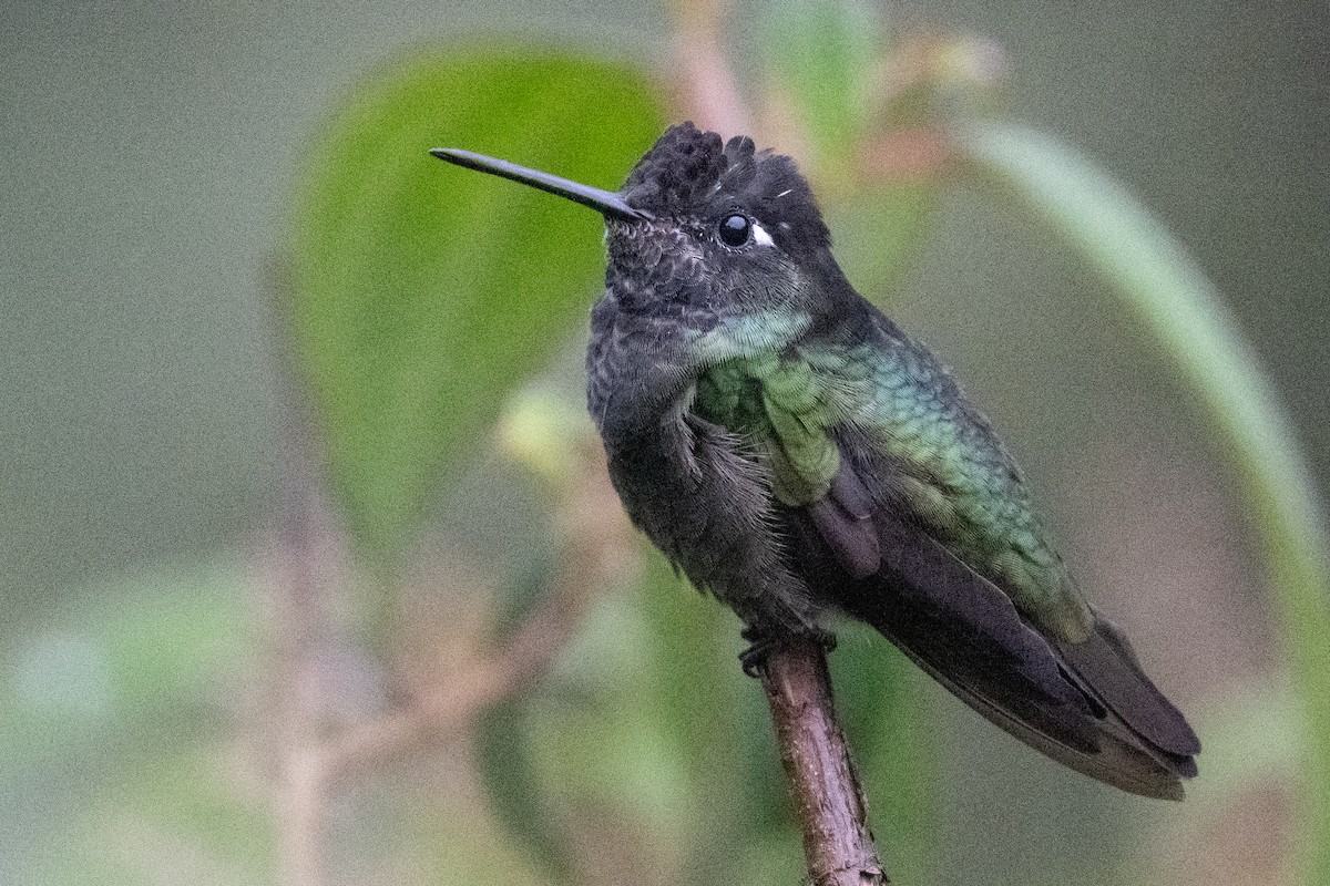 Talamanca Hummingbird - ML614837739