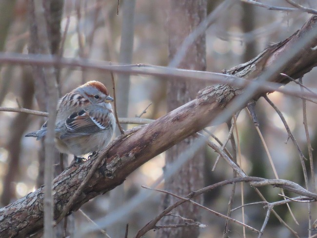 American Tree Sparrow - Nancy Anderson