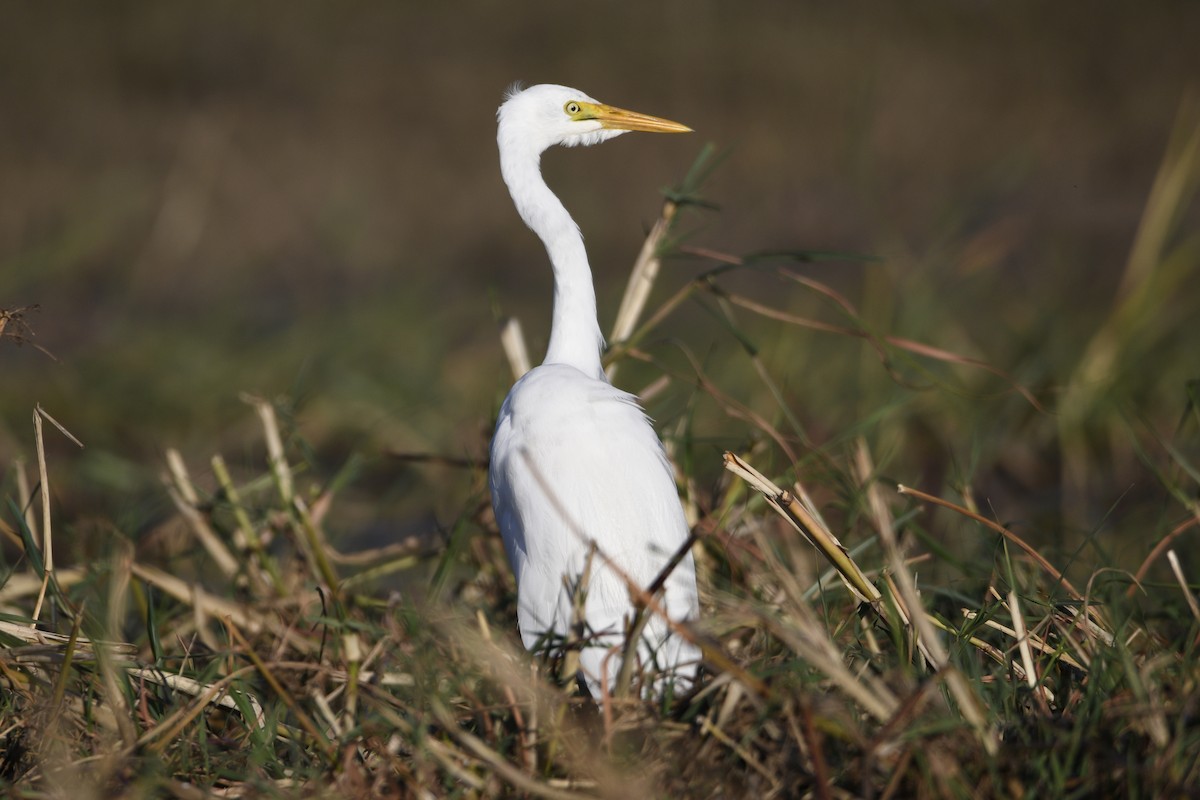 Great Egret - ML614837785