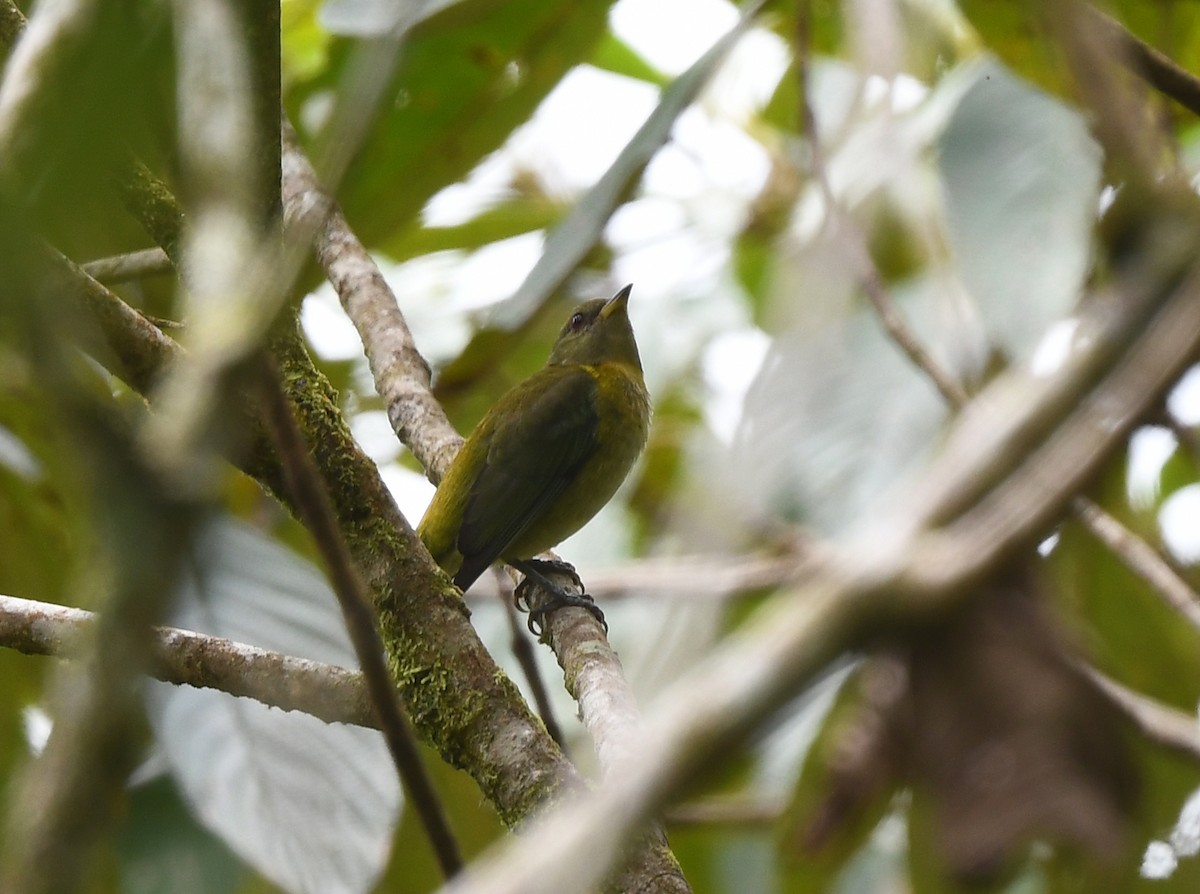 Golden-collared Honeycreeper - Joshua Vandermeulen