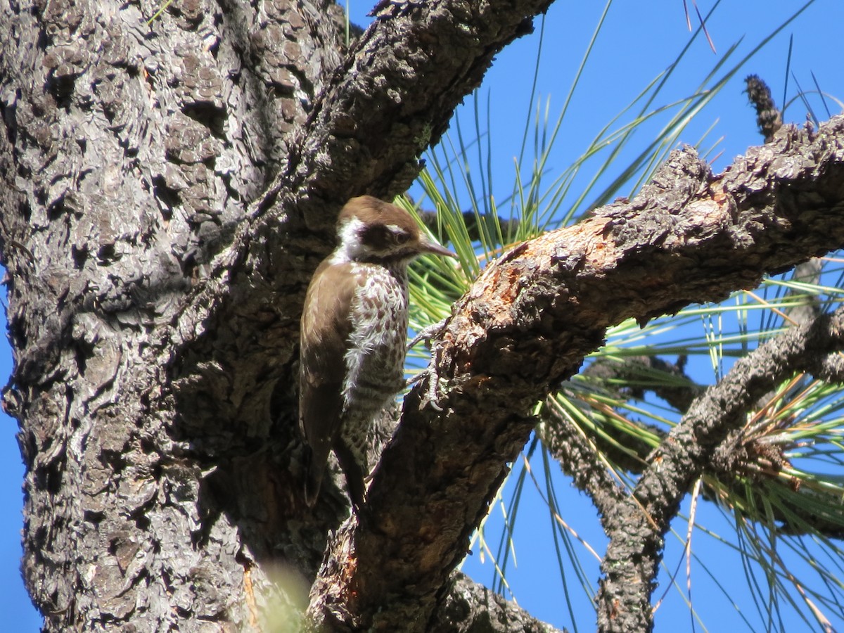 Arizona Woodpecker - ML614837800