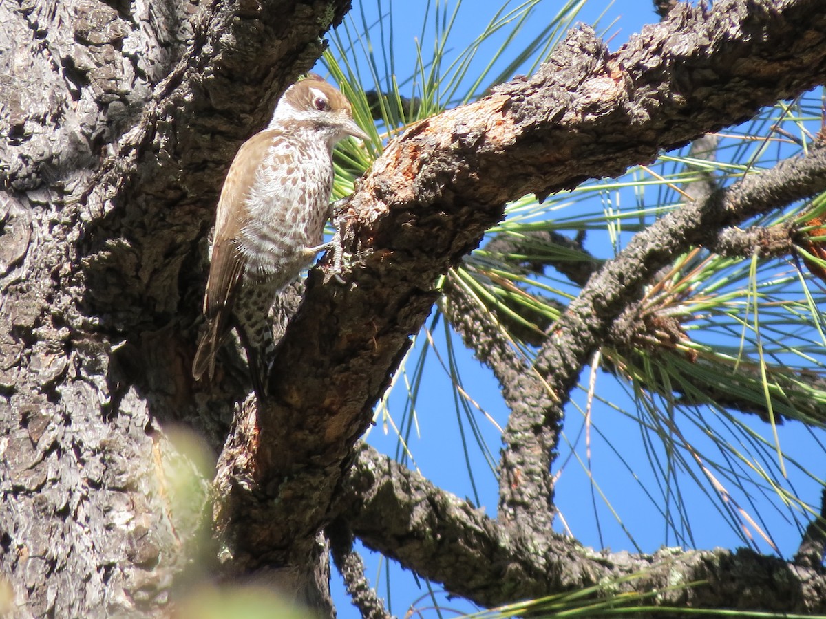 Arizona Woodpecker - ML614837801