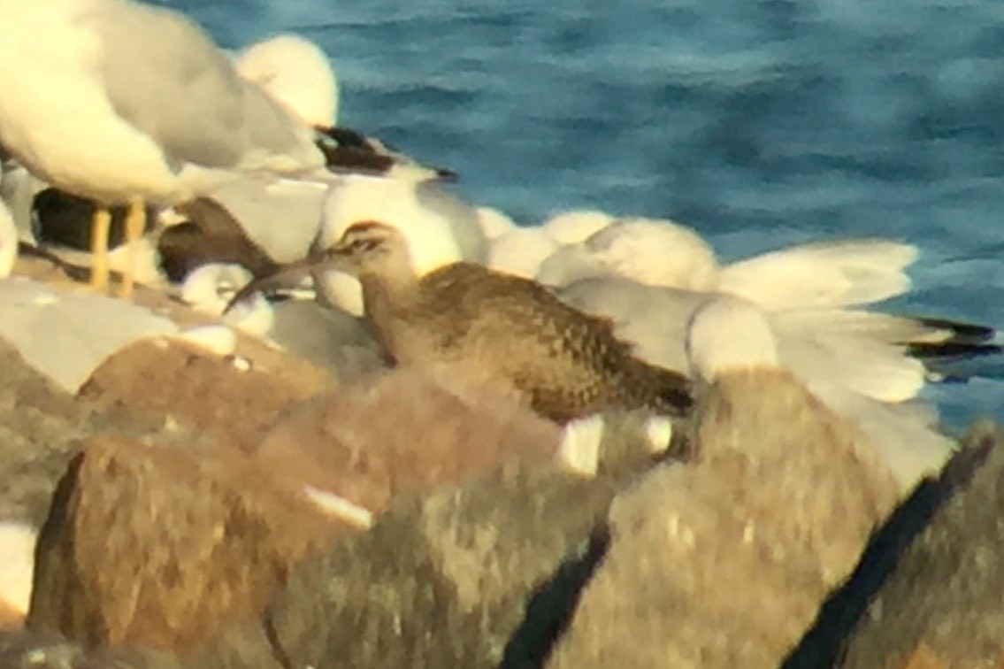 Whimbrel - ryan  doherty