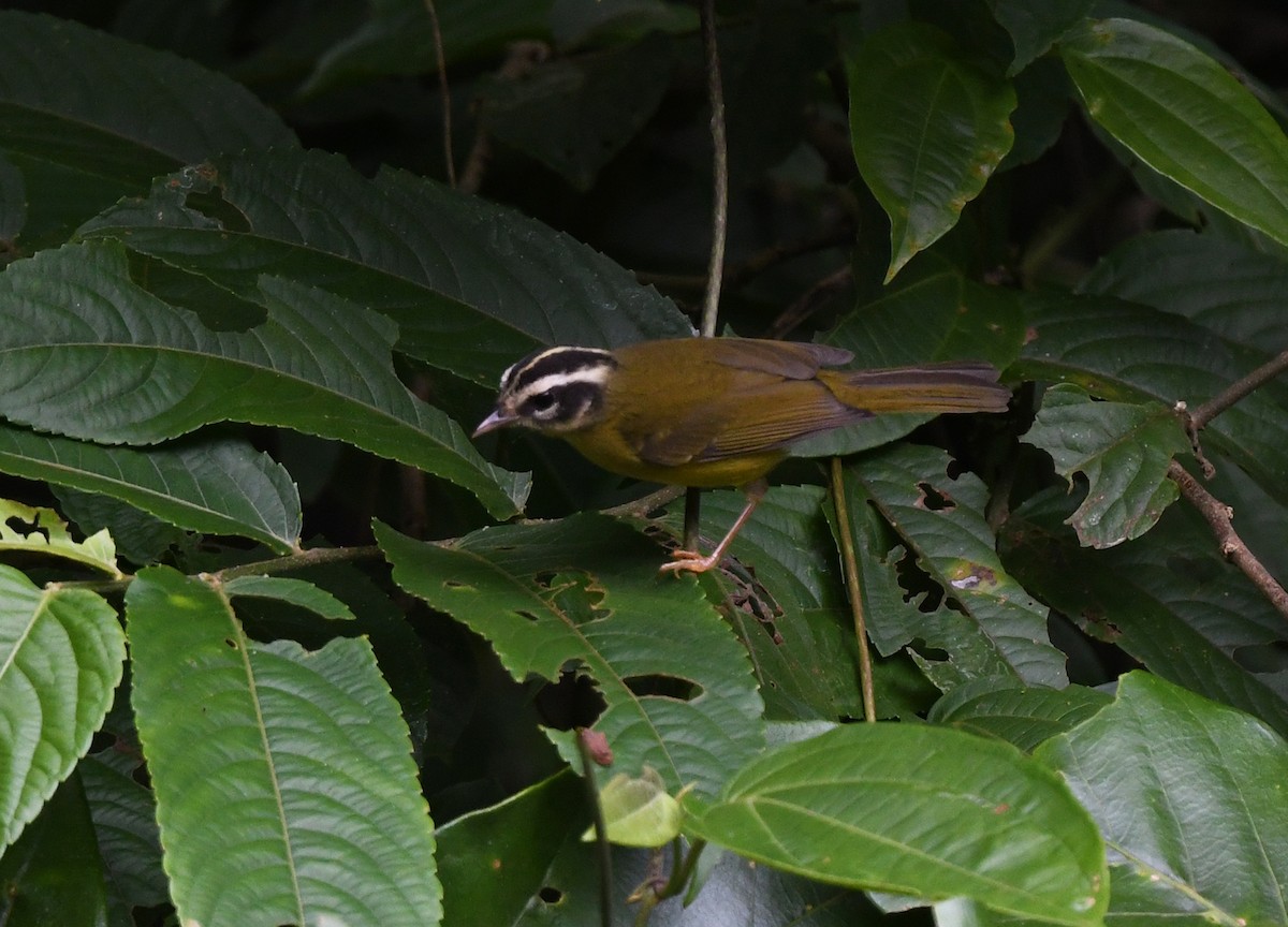 ミスジアメリカムシクイ（tristriatus／baezae） - ML614837826