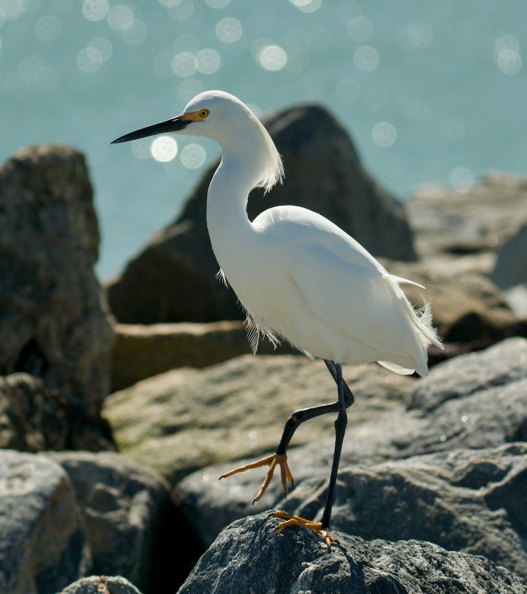 Snowy Egret - Tamera Eirten