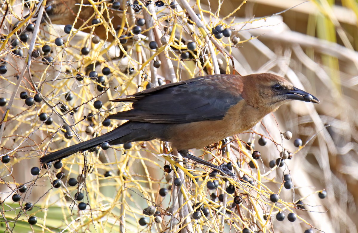 Boat-tailed Grackle - Elizabeth Winter