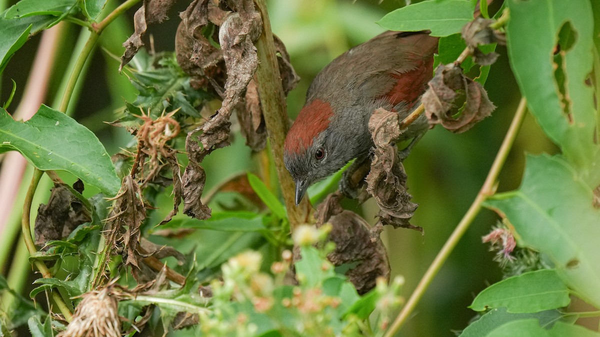 Sooty-fronted Spinetail - Brendan Murtha
