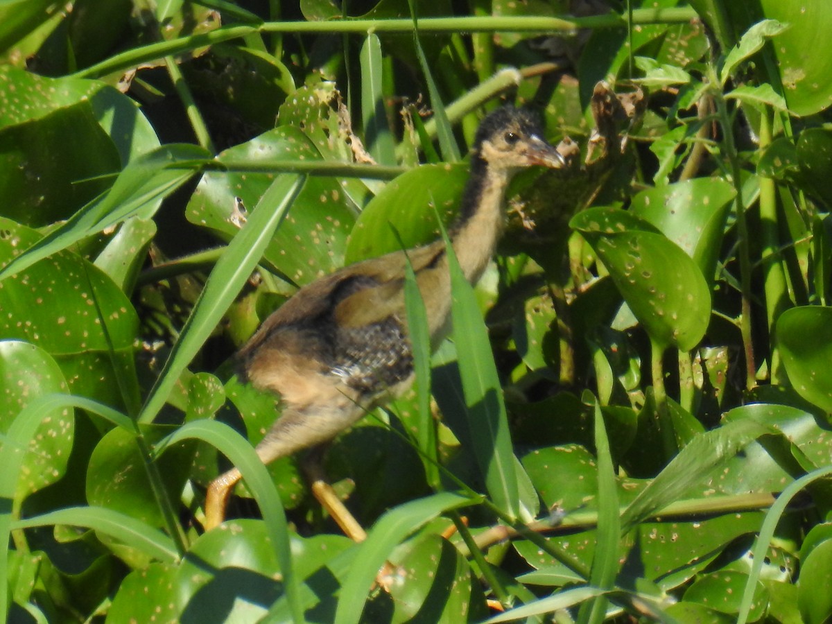 Purple Gallinule - ML614837882