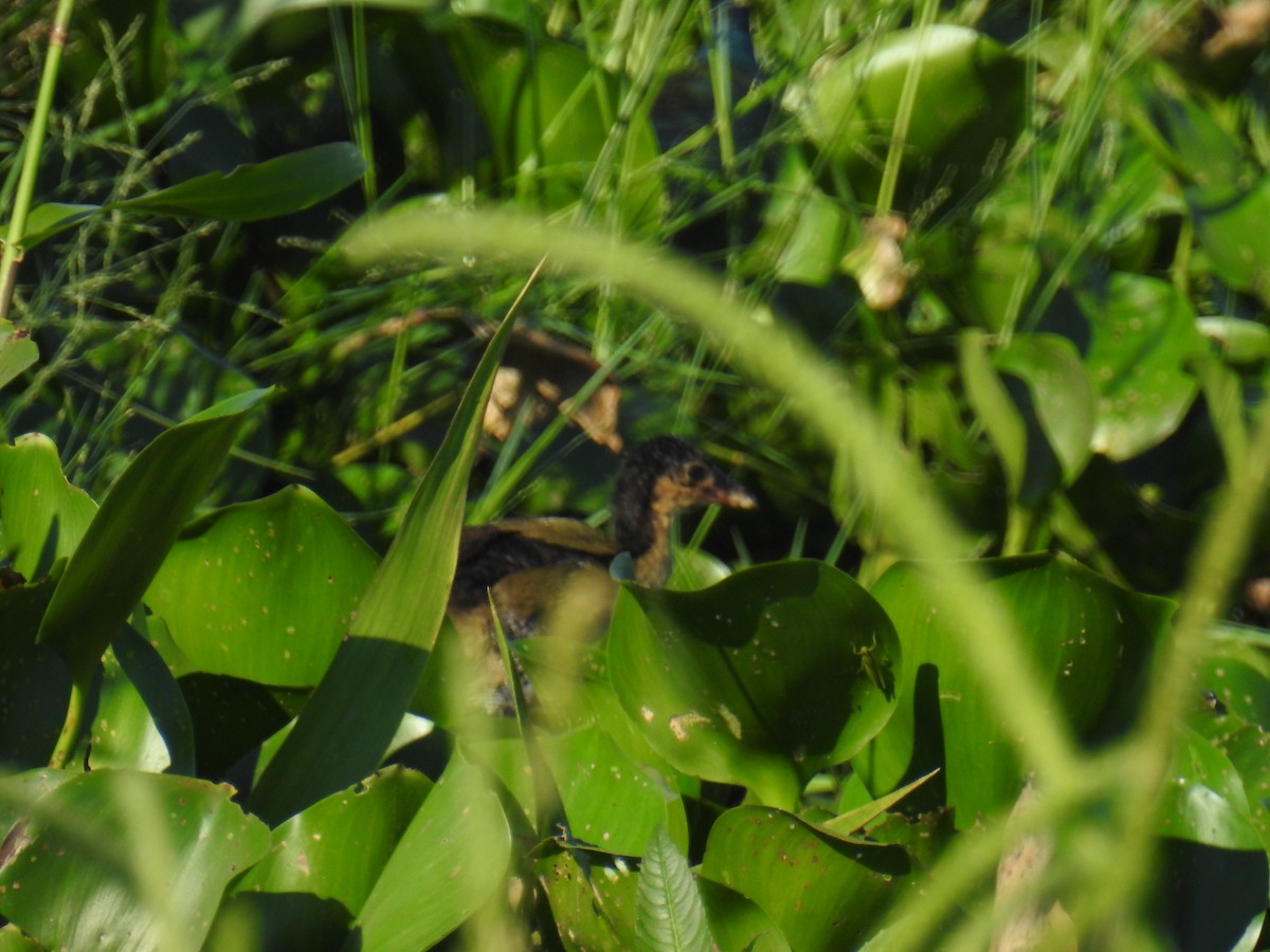 Purple Gallinule - ML614837883