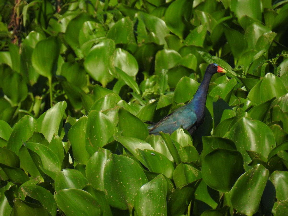 Purple Gallinule - ML614837885