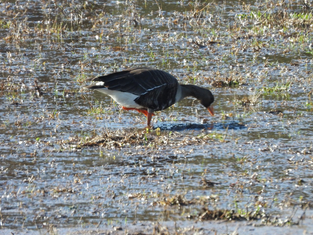 Greater White-fronted Goose - ML614837927