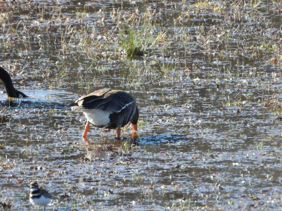 Greater White-fronted Goose - ML614837928