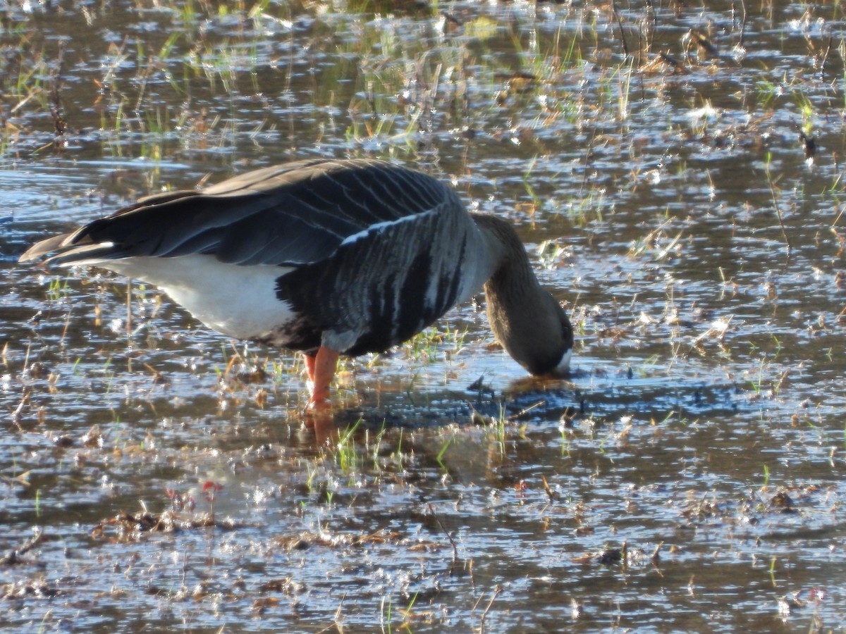 Greater White-fronted Goose - ML614837930