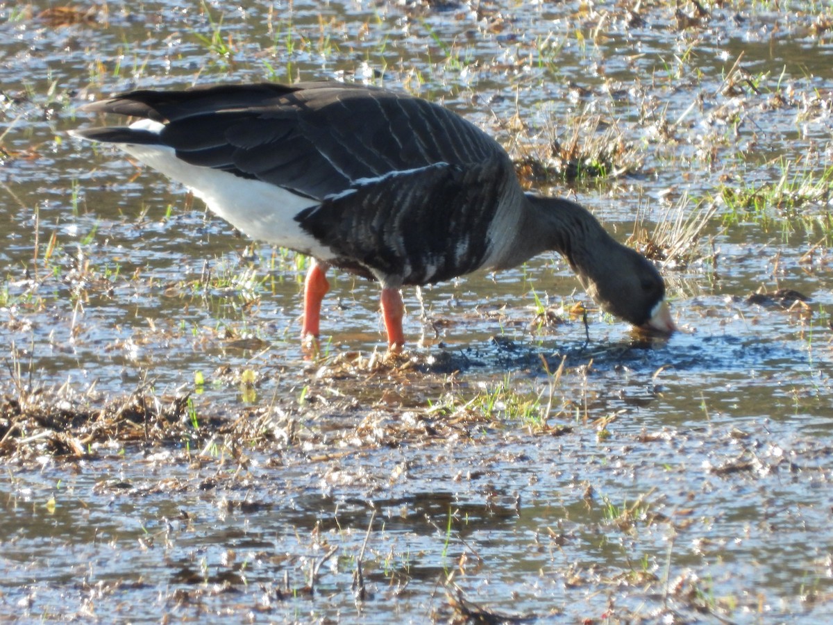 Greater White-fronted Goose - ML614837933