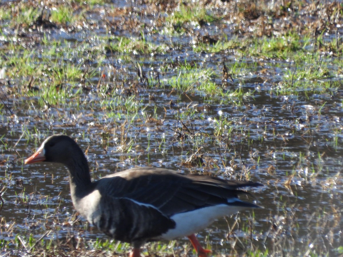 Greater White-fronted Goose - ML614837934