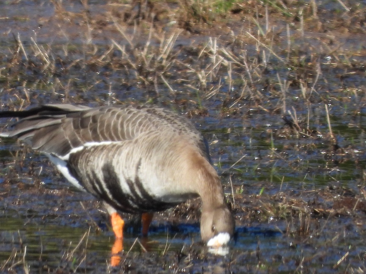 Greater White-fronted Goose - ML614837935