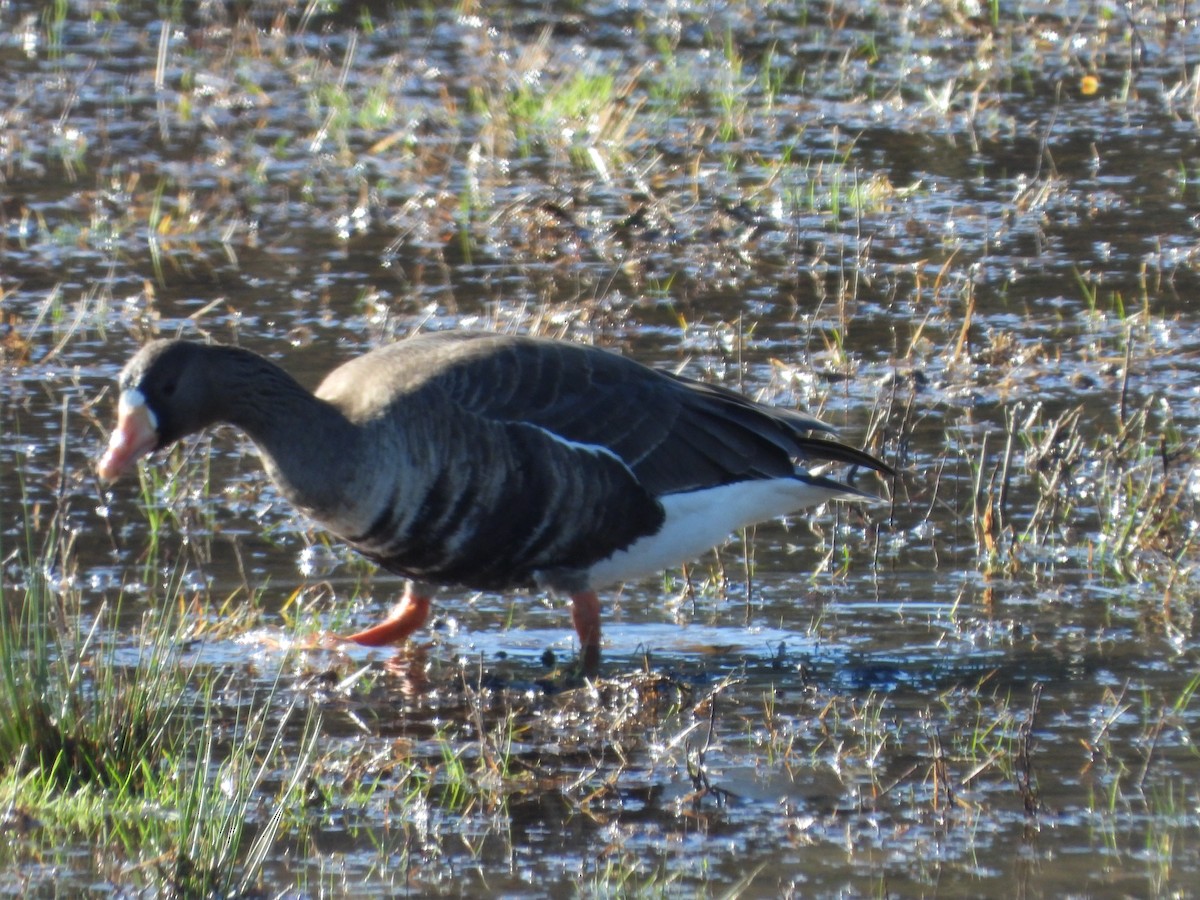 Greater White-fronted Goose - ML614837936