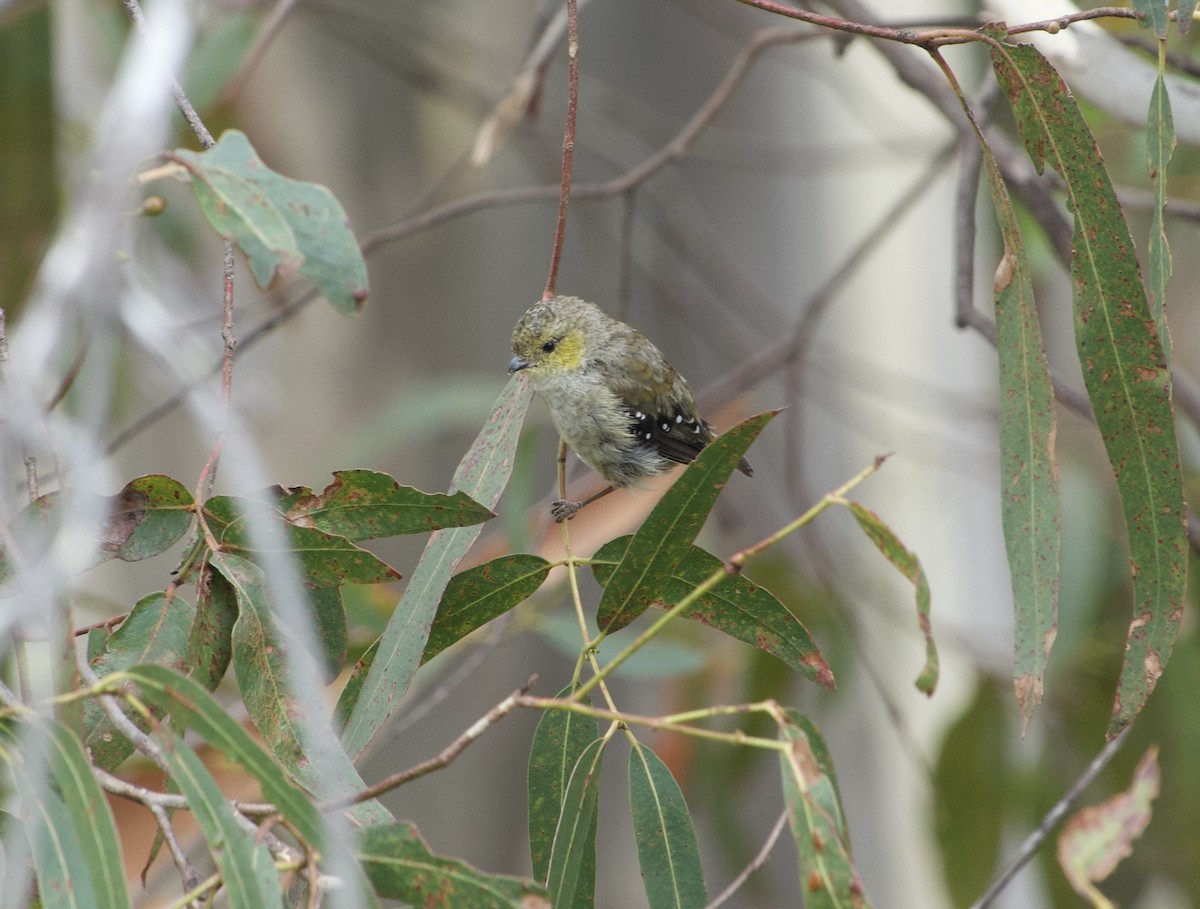 Pardalote Tasmano - ML614837942