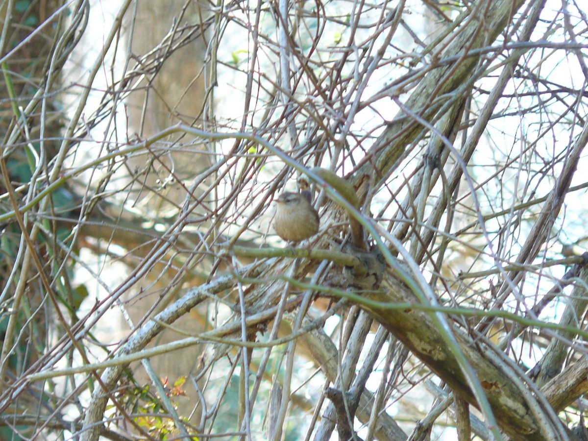 Winter Wren - ML614837959