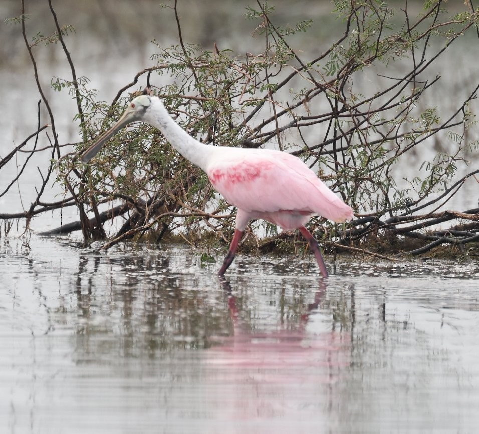 Roseate Spoonbill - ML614838097