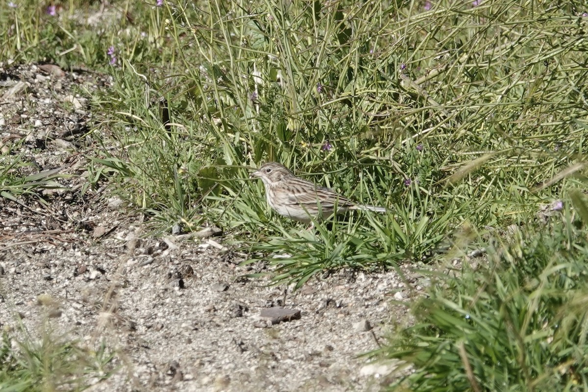 Vesper Sparrow - ML614838098