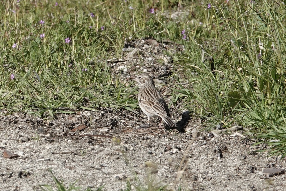 Vesper Sparrow - ML614838099