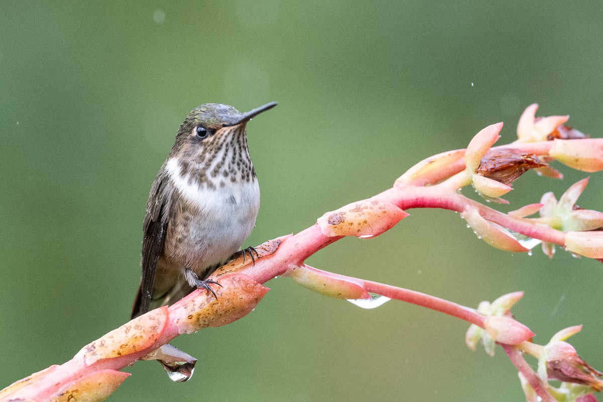 Volcano Hummingbird - ML614838106