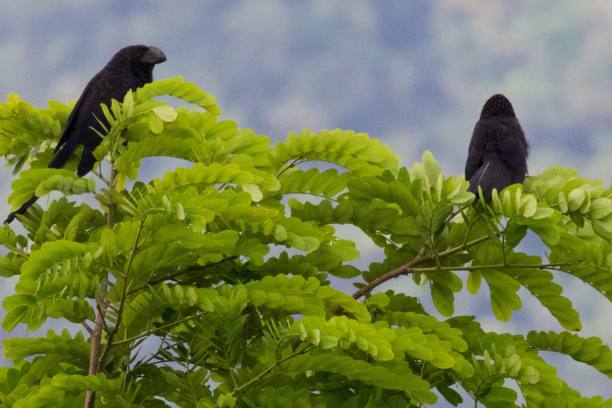 Smooth-billed Ani - ML614838165