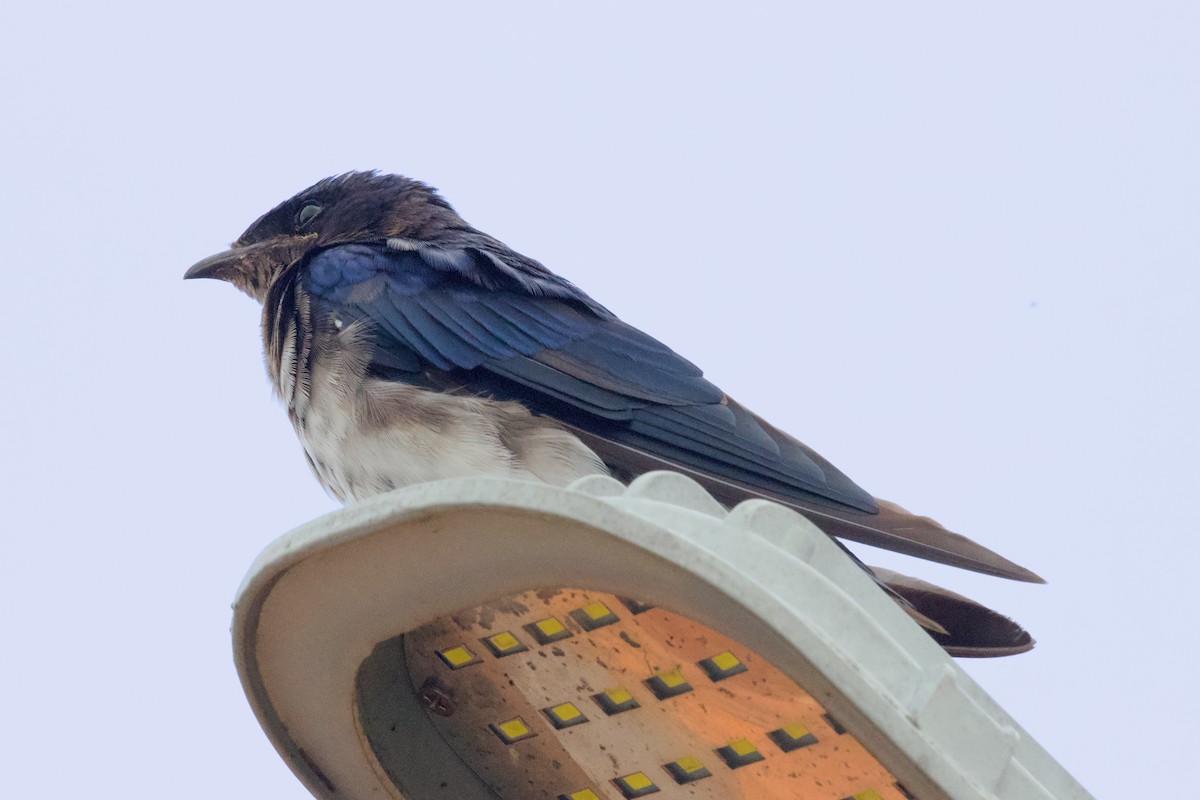 Golondrina Pechigrís - ML614838168