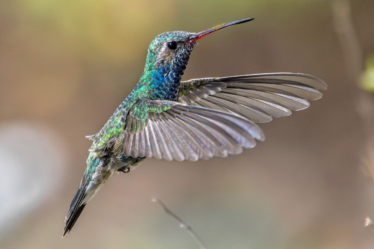Broad-billed Hummingbird - Van Pierszalowski