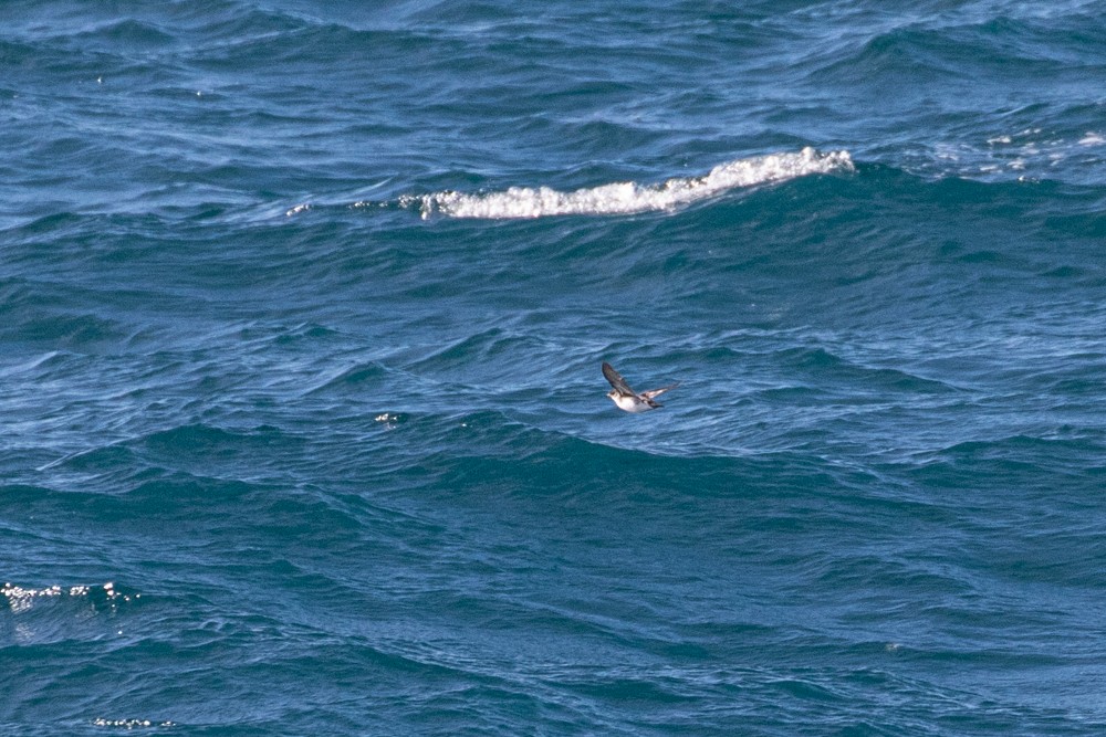 Common Diving-Petrel - Denis Corbeil