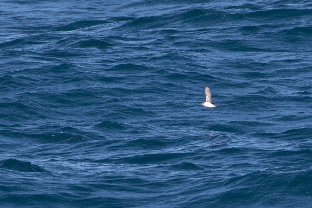 Common Diving-Petrel - Denis Corbeil