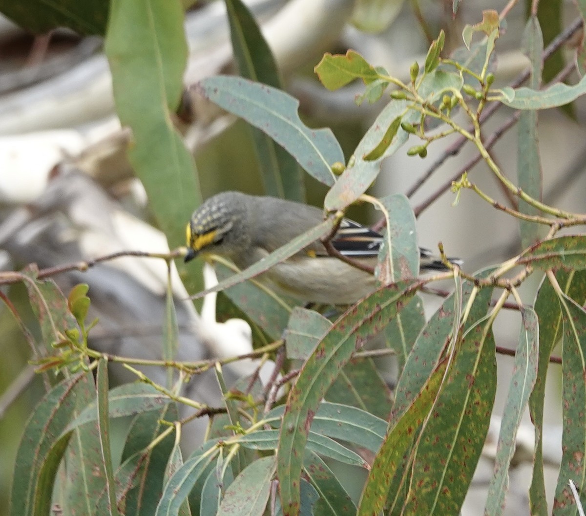 Streifenpanthervogel - ML614838266