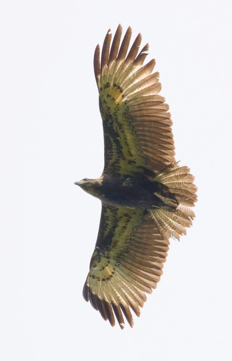 Solitary Eagle - Luciano Naka