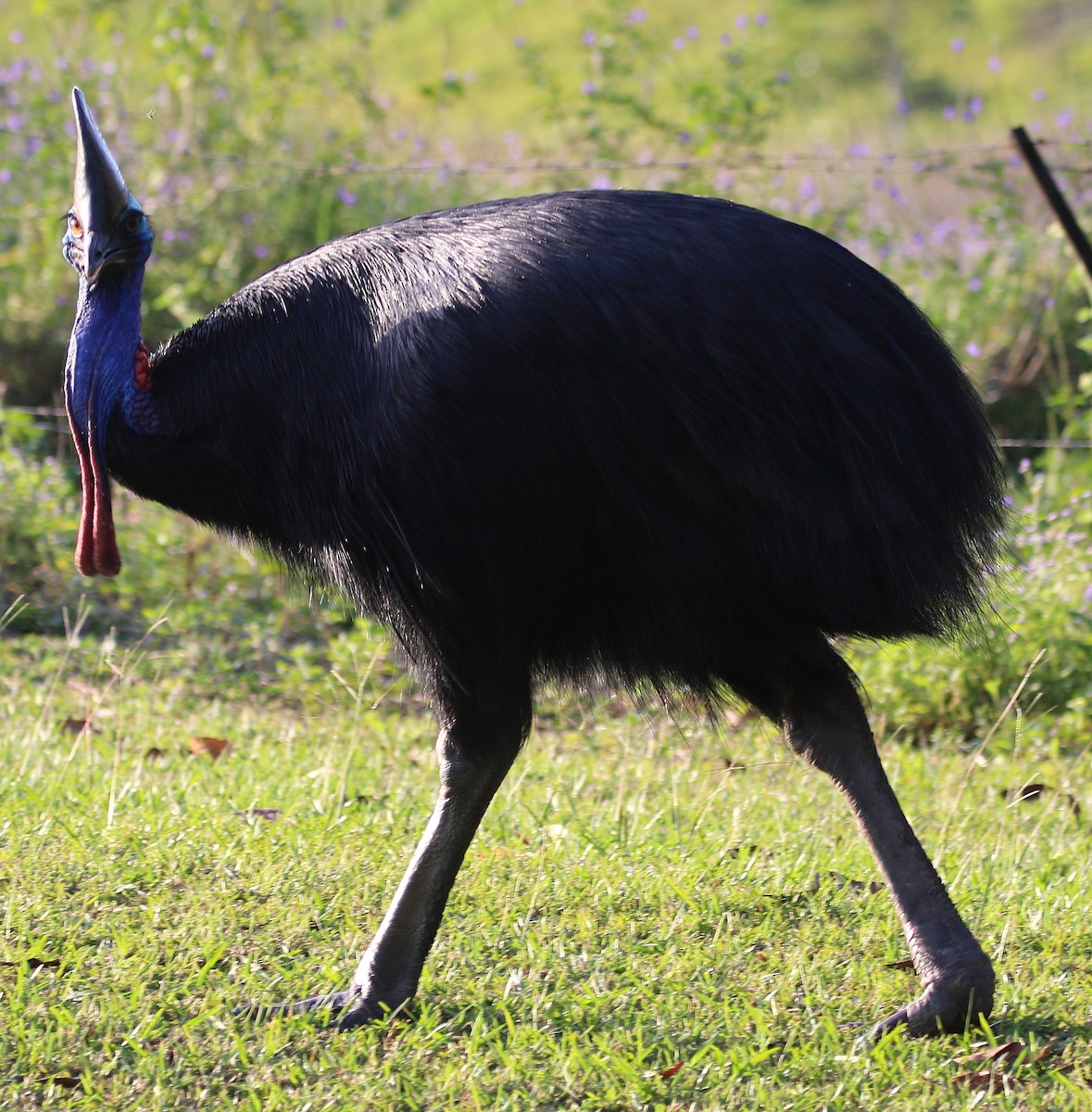 Southern Cassowary - Jeff Larson