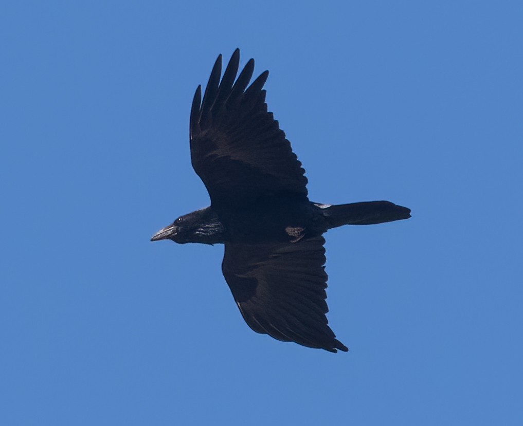 Common Raven - ML614838508