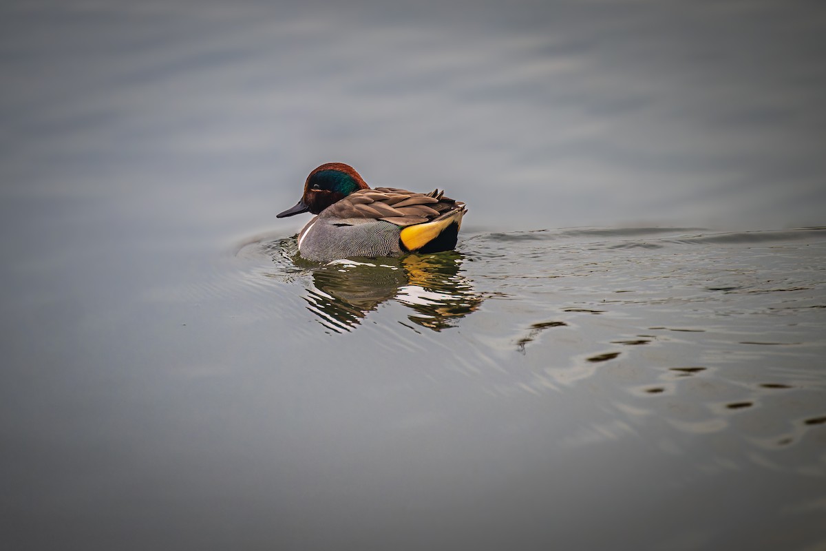 Green-winged Teal - ML614838513