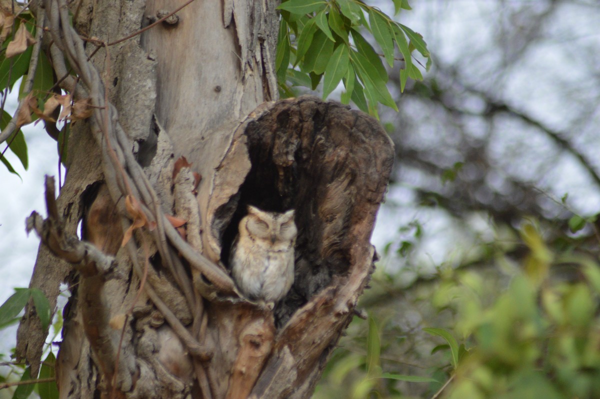 Indian Scops-Owl - ML614838527