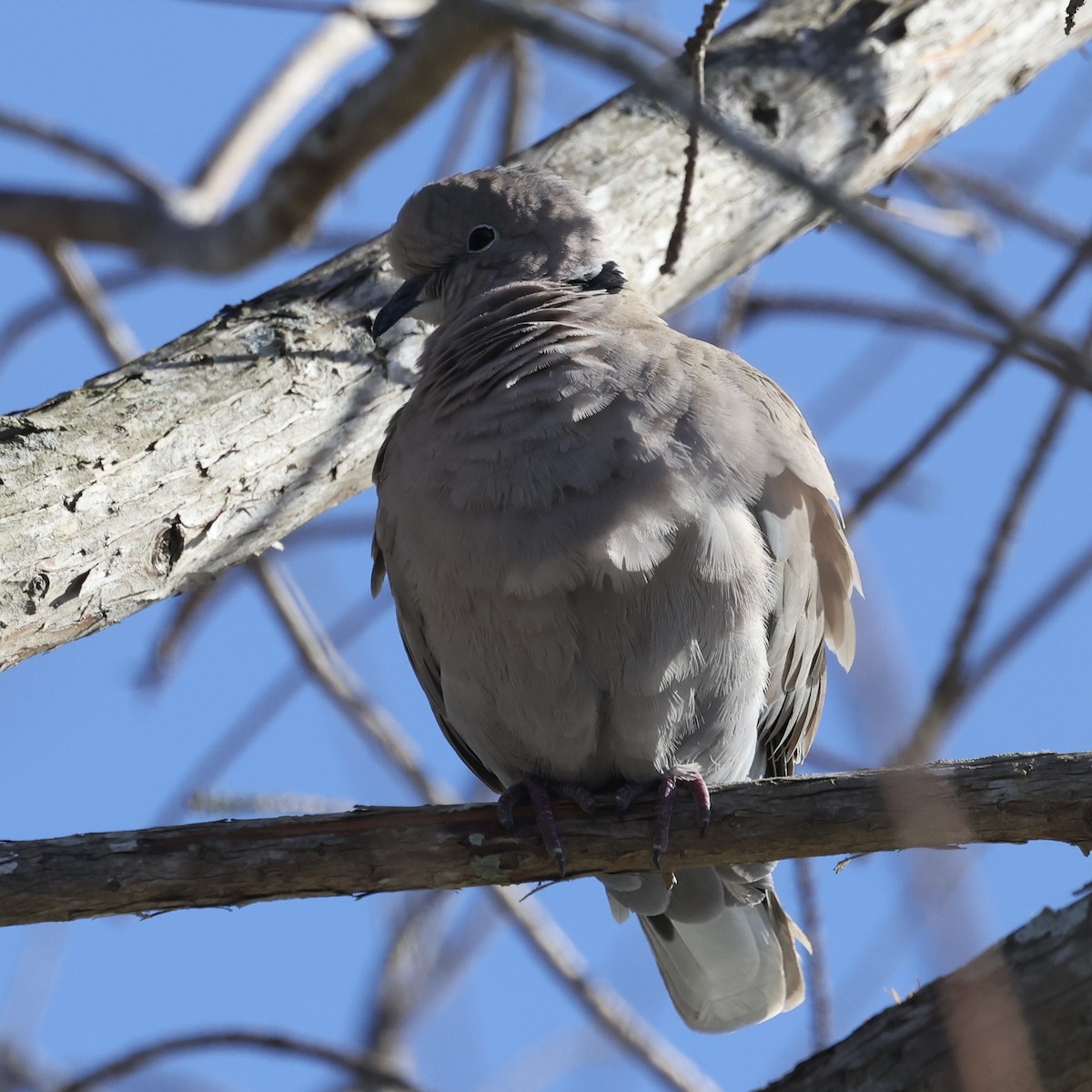 Eurasian Collared-Dove - Glenn and Ellen Peterson