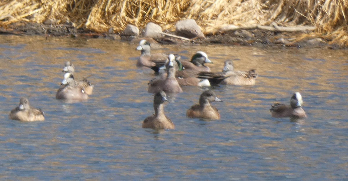 American Wigeon - Gerald "Jerry" Baines