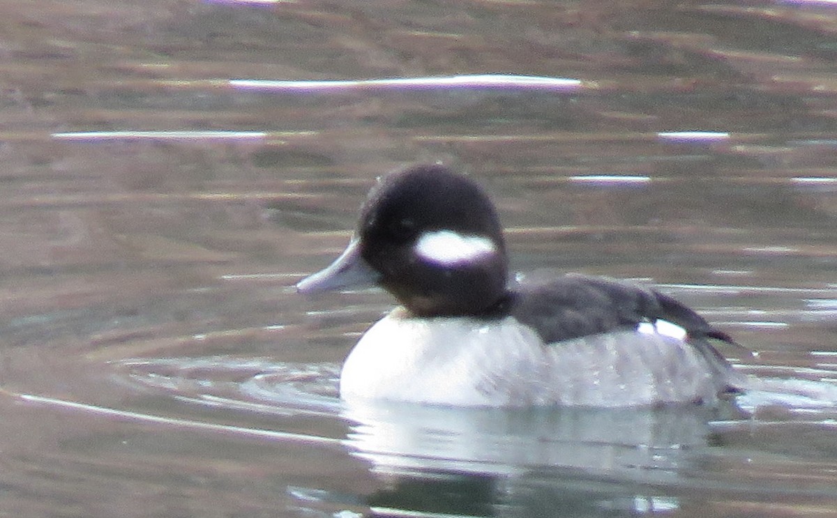 Bufflehead - ML614838606