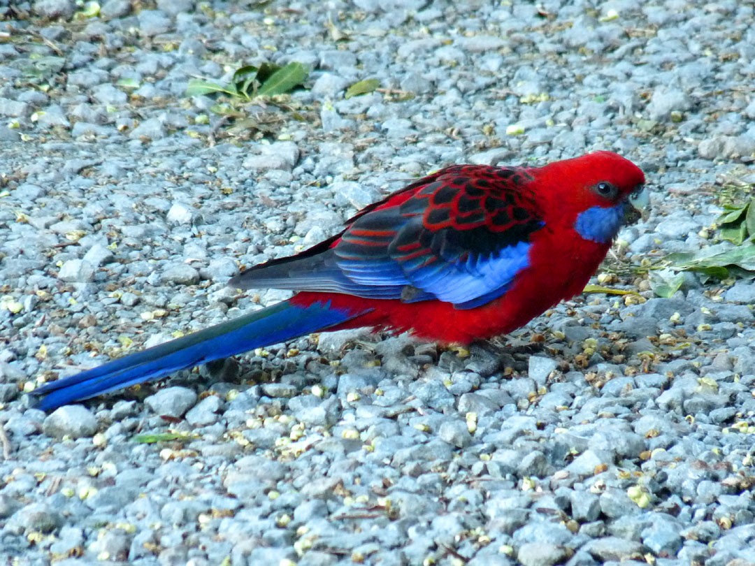 Crimson Rosella - Arden Anderson