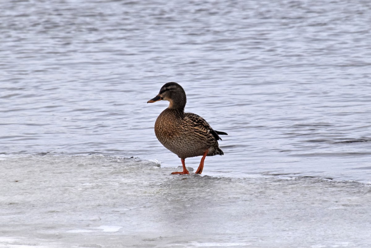 Canard colvert - ML614838648