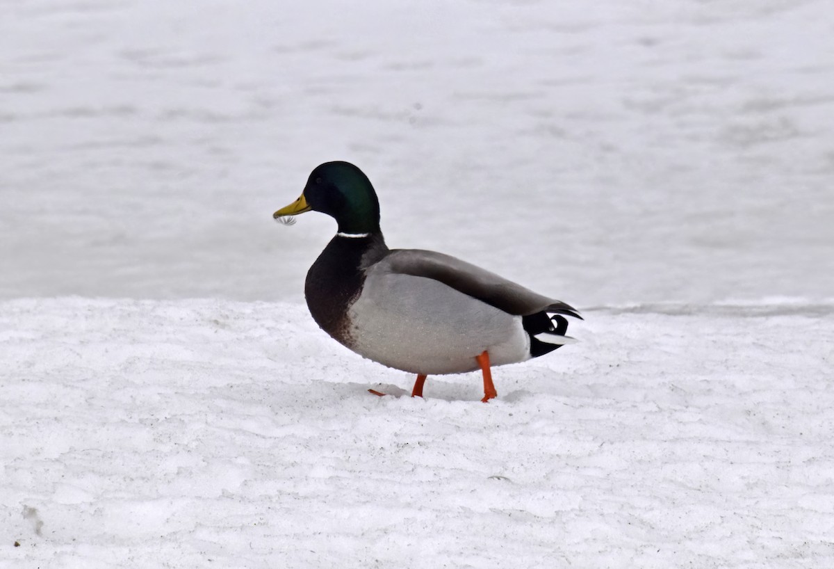 Canard colvert - ML614838649