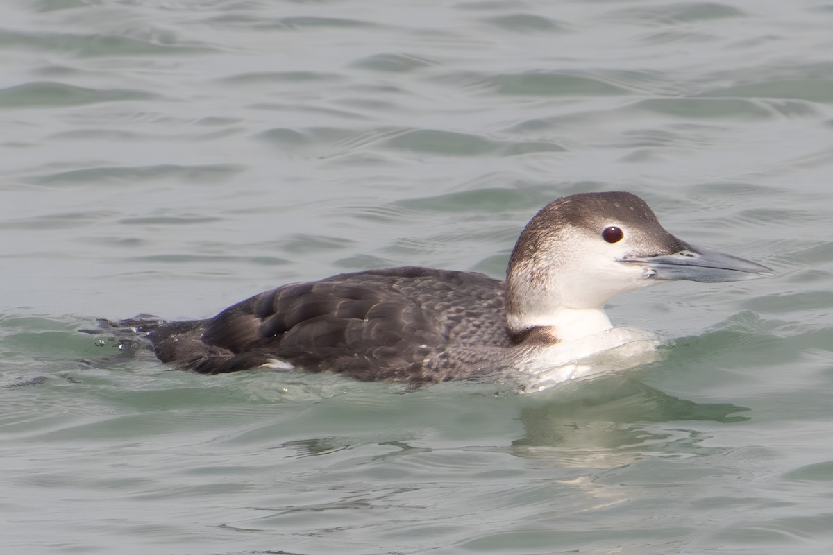 Common Loon - ML614838652