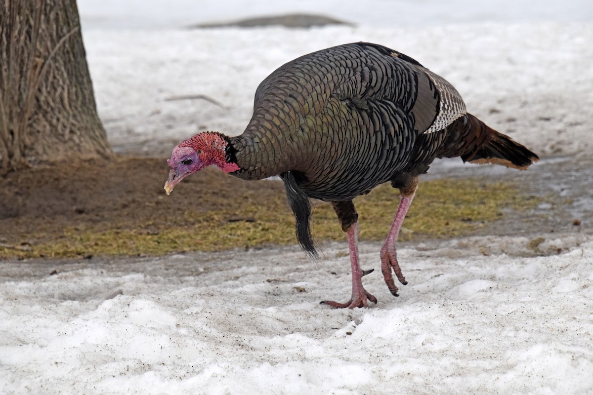 Wild Turkey - ML614838671